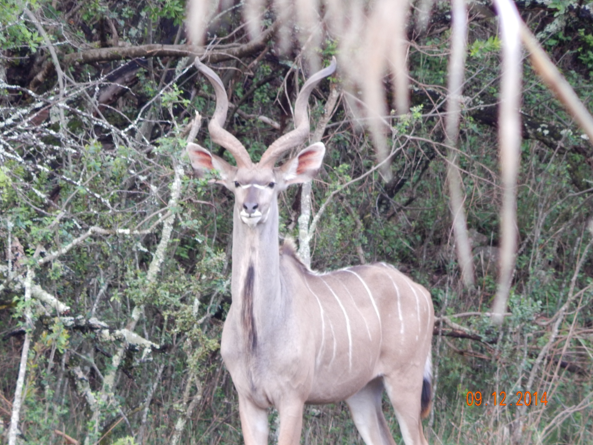 Kudu available from Cowley Wildlife