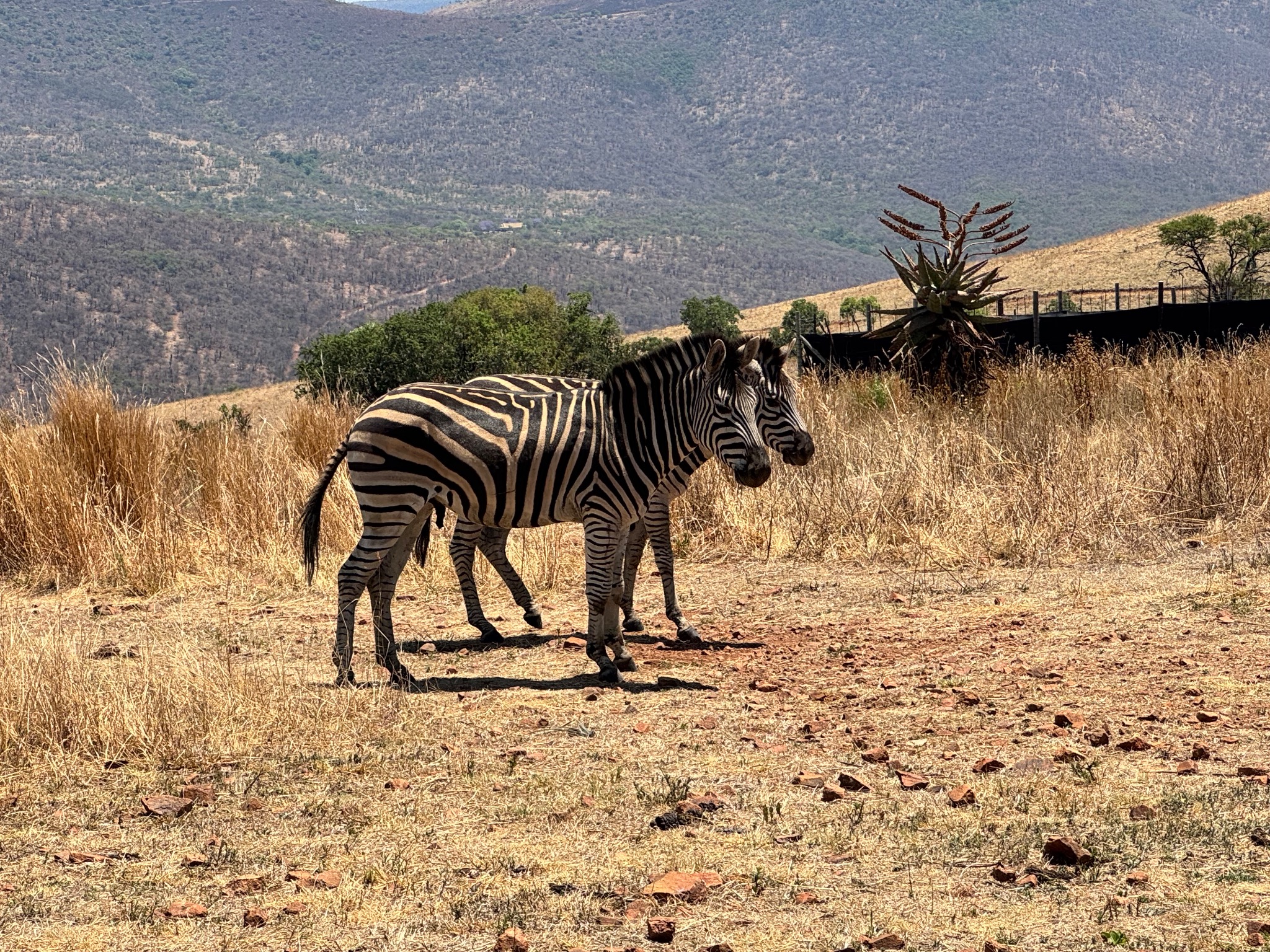 Zebra available from Cowley Wildlife